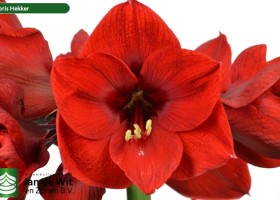 hippeastrum Floris Hekker (2)